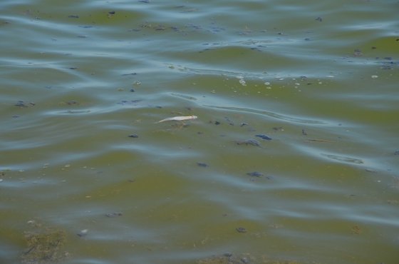 В озере Синеглазово массовый мор рыбы: Причины пока неизвестны